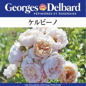 送料無料　ケルビーノ　新苗4号鉢　　鉢植え バラ 薔薇 デルバール フレンチローズ