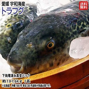 愛媛 トラフグ （約1~1.6kg 1匹） 下処理済み 鍋 刺身 唐揚げ 雑炊 送料無料 宇和海の幸問屋