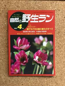 自然と野生ラン 1991年4月号　エビネ 雪割草 ノキシノブ ※ 園芸JAPAN 