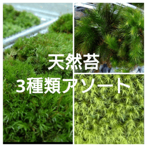 【天然 山苔 】3種類セット　 ホソバオキナゴケ　タマゴケ　ヒノキゴケ　盆栽　苔no67