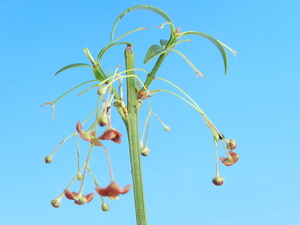 中国.細葉 常葉ツリバナ・珍品・花木・山野草