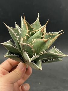 　【輝泊園】多肉植物　アガベ チタノタ　海王　強棘 超良型株　特選 MAXAGAVE 珍しい　9