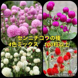 センニチコウ　花の種