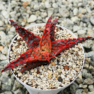 Aloe hybrid Lava TCT アロエ ハイブリッド ラヴァ 多肉植物