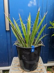 現品！◇ユッカ・カルネロサナ 7号 ◇ドライガーデン◇Yucca carnerosana（品番BUB）【送料M】