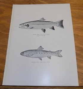 アンティーク　フィッシュアート　 (1896年)　　Adult Rainbow Trout and Young Rainbow Trout Fish