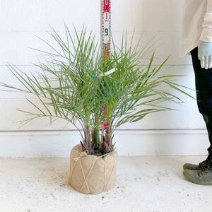 株立ち　ココスヤシ　約:70cm 【Butia capitata/シルバーヤシ/シルバーリーフ/ヤシの木/シンボルツリー/ドラセナ/3本立ち】244492