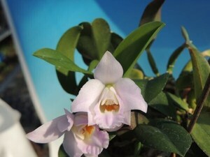 T♪洋蘭　Cattleya alaorii #5 カトレア 　 洋ラン