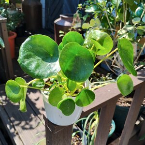 ● 丸っこい葉っぱが可愛らしい ● ピレア ペペロミオイデス ● PILEA PEPEROMIOIDES ● 3号 ● パンケーキプランツ ●