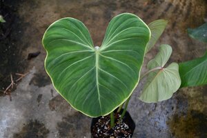 241118☆AO☆フィロデンドロン・グロリオスム Philodendron gloriosum 100サイズ