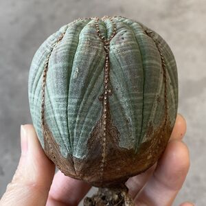 【B6835】★超巨大6cm株！！【SS級！極上特選大株！！】ユーフォルビア オベサ Euphorbia obesa ( 検索 アガベ 多肉植物 )