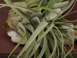 Tillandsia capitata 