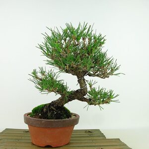 盆栽 松 黒松 樹高 約20cm くろまつ Pinus thunbergii クロマツ マツ科 常緑針葉樹 観賞用 小品 現品