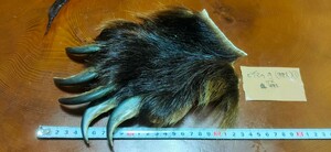 ●熊の爪●ヒグマの手（ツメ特大①） 羆 ひぐま ベアークロー 熊 クマの手 熊の手 くまの爪 クマの爪 熊の手 魔除け キムンカムイ