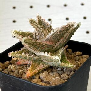 アロエ 実生 ハイブリッド 多肉植物 Aloe hybrid 67