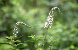 ∮ オカトラノオ　種 ∮ たね　ひとつまみ　作業軽減　花殻など混ざります　タネ　トラノオ　山野草　野草　白色ガーデン