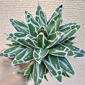 【Lj_plants】Q739 アガベ 多肉植物 児玉笹の雪 特濃白 極上株 繁殖株。付子株