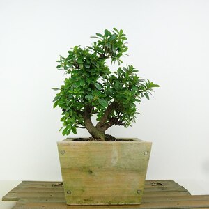 盆栽 皐月 白い花飾り 樹高 約19cm さつき Rhododendron indicum サツキ ツツジ科 常緑樹 観賞用 現品