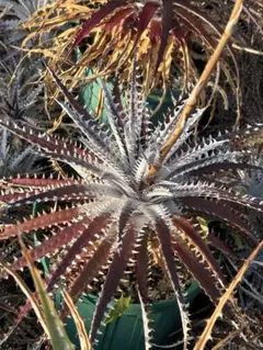 令和６年分 種子 ディッキア Dyckia Heaven and Hell ⑹