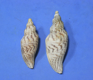 貝の標本 Fulgoraria hamillei 75mm.93.8mm. 台湾