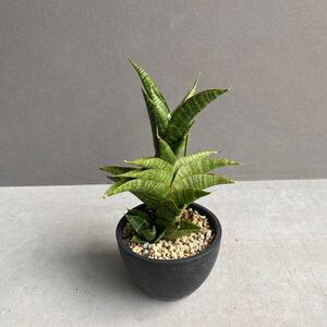 サンセベリア シンドロSansevieria Sindro B56