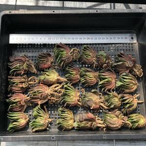 ハオルチア24個　0910-K084　玉扇　多肉植物　カット苗　寄植え　出荷日9/12か13