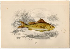 1877年 コーチ 英国の魚類史 多色石版画 ペルカ科 ギムノケファルス属 ラッフ RUFF 博物画