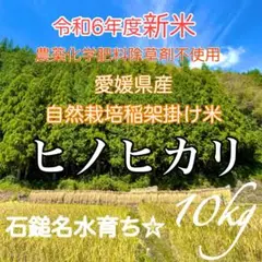 農薬化学肥料除草剤不使用　令和6年度新米　愛媛県産ヒノヒカリ稲架掛け米　10kg