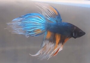 【ほっぺちゃんFARM】〈ベタ・Betta〉B-1 ブルードラゴン・キャンディーマーブルVT (オス♂)☆レア☆