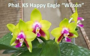 (^。 ^)(412) 洋蘭, Phal. KS Happy Eagle 