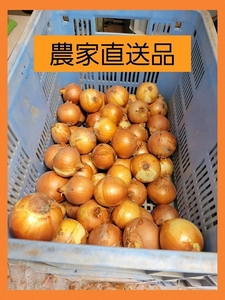 【旬の味わい】淡路島玉ねぎ！季節感を楽しむ逸品　B品3ｋｇ！