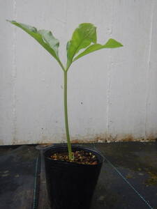  ★ゾウコンニャク★Amorphophallus campanulatus★苗 