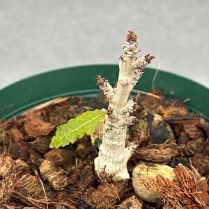 12 Boswellia nana / ボスウェリア ナナ [検索] エロンガータ ネグレクタ エイル ミルラ コミフォラ オペルクリカリア パキプス 灌木 