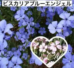 ❤️ビスカリアブルーエンジェル種50粒➕サポナリアピンク種おまけ ２０粒