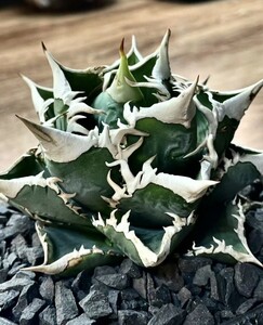 1 アガベ チタノタ希少種 大白鯊 Agave titanota 