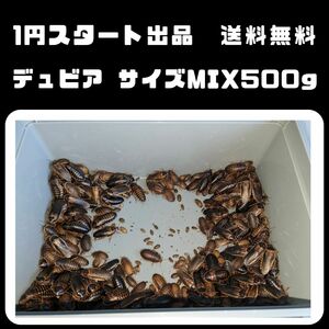 【1円スタート　送料無料】デュビア　約500g　サイズMIX