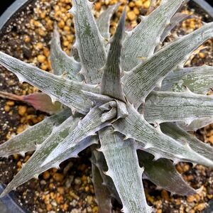 送料無料　Dyckia 