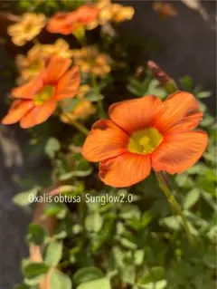 オキザリス Oxalis obtusa Sunglow2.0 球根