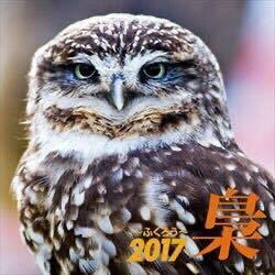 新品 未開封品 かっこいい 梟 ふくろう鳥 2017年 カレンダー 壁掛け トライエックス 動物 幸運 フクロウ 森の賢者