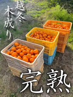 【残りわずか】淡路島産　早生みかん　秀品+家庭用　大玉3L以上　3kg