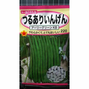 ３袋セット つるあり いんげん アーリーグリーンKB インゲン 種 郵便は送料無料