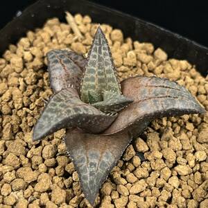 《PW》ハオルチオプシス(ハオルチア)“テッセラータ,H.tessellata IB15216”多肉植物