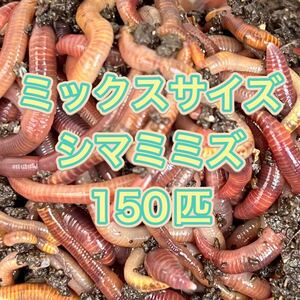 シマミミズ ミックスサイズ 150匹（管理番号2）