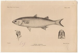 1880年 鋼版画 英国とアイルランドの魚類~ボラ科 メナダ属 MUGIL CAPITO 蔵書印あり 博物画