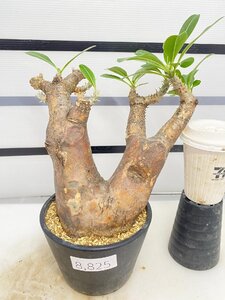 8825 「塊根植物」パキポディウム エニグマティクム 植え【発根・Pachypodium enigmaticum・多肉植物】