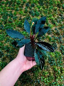 Bucephalandra sp. dark skeleton king 水上葉1株　ブセファランドラsp．ダック　スケルトン　キング 