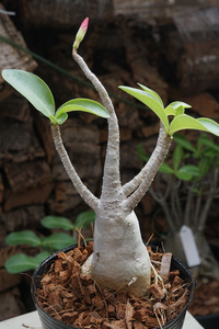 　Adenium arabicum (管理番号：ar18）アデニウム　アラビカム