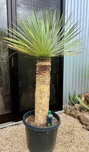 ユッカ ロストラータ Yucca rostrata 太株