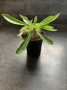 パキポディウム　エニグマチカム　Pachypodium enigmaticum 根塊植物　珍奇植物　輸入株　コーデックス　多肉植物　希少