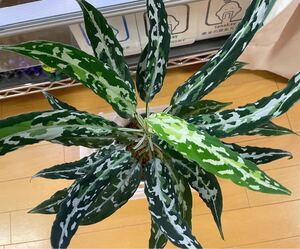 LA便アグラオネマAglaomema pictum tricolor “妖鳥” Ache sumatera【LA0313-00】増殖株